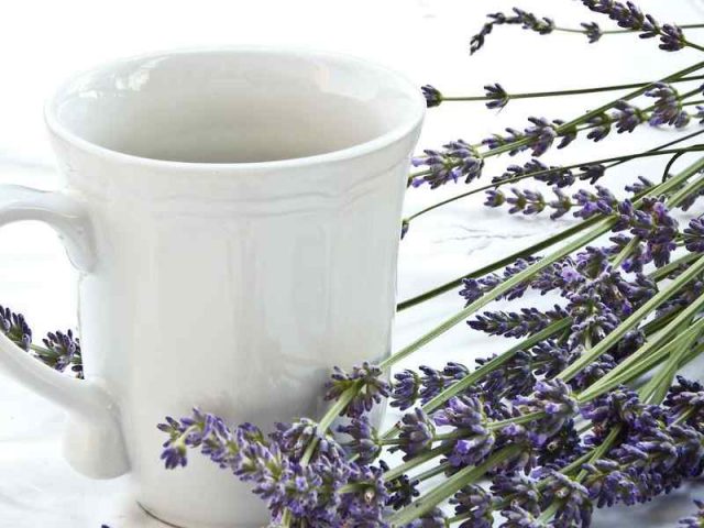 lavanda lavanda erba officinale
