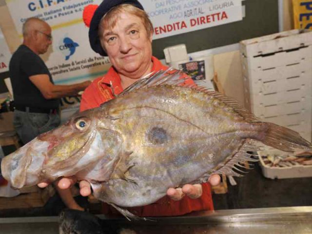 slow-fish slow fish
