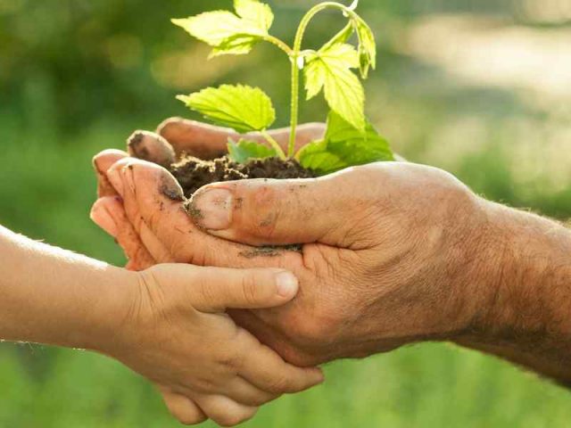 agricoltura-sostenibile-futuro-sostenibile Agricoltura sostenibile per un futuro sostenibile