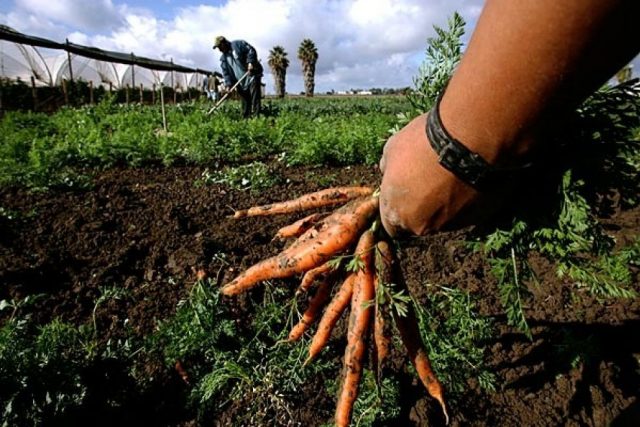 agricoltura-biologica agricoltura biologica