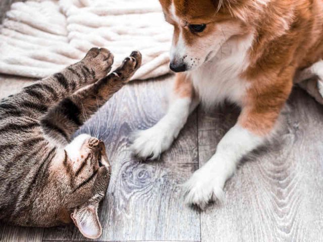 alterazioni climatiche salute pet alterazioni climatiche salute pet