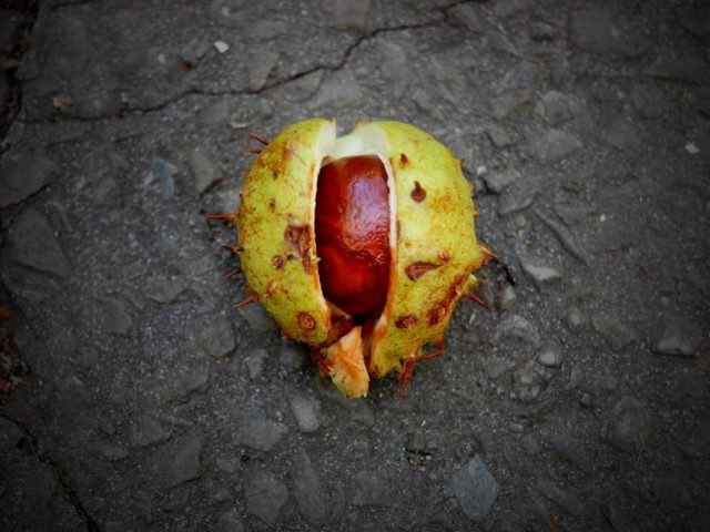 castagne-matte-ippocastano castagne matte - ippocastano