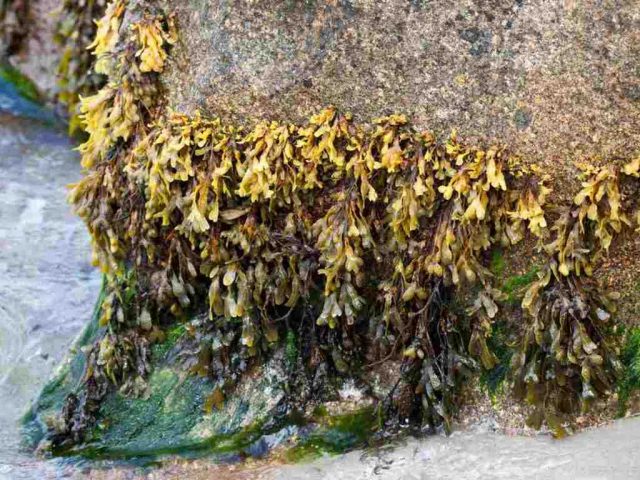 alga-bruna-golfo-persico alga bruna del golfo persico
