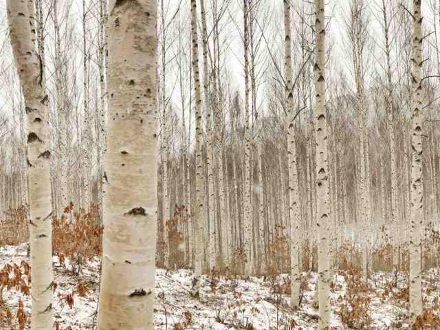 betulla betulla - xilitolo