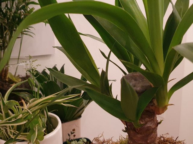 dracaena dracaena