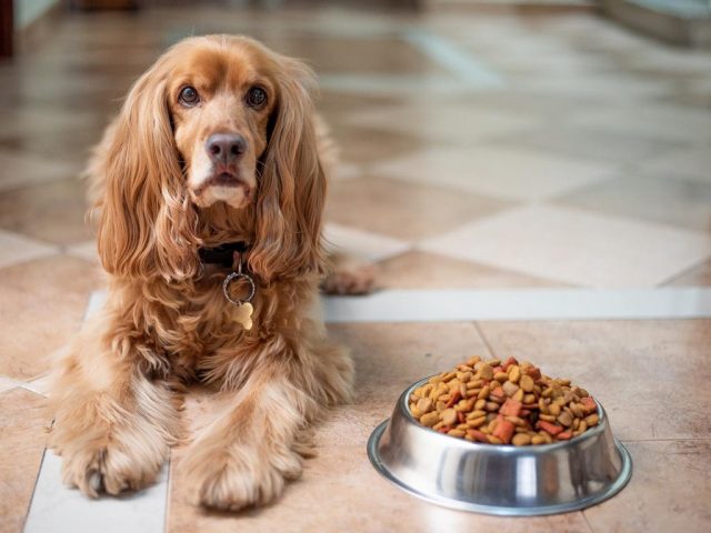 cibo-cani-purina purina - report sostenibilità