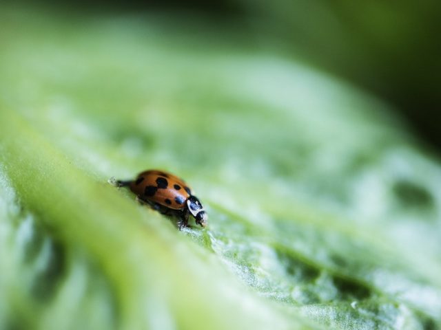 agricoltura-biologica agricoltura biologica