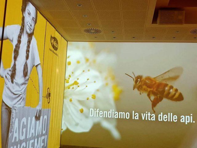 conapi manifesto conapi/mielizia