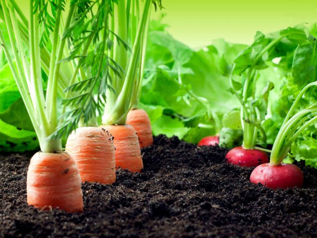 agricoltura biologica agricoltura biologica