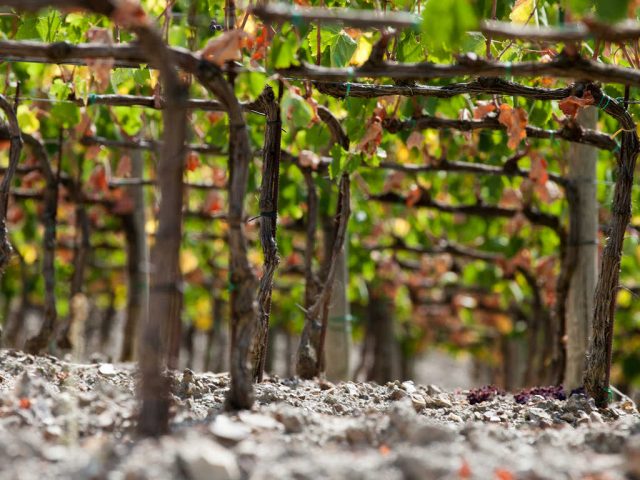progetto kattivo agricoltura progetto kattivo agricoltura