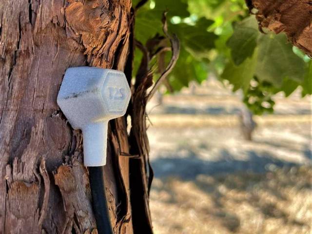 treetoscope-1 treetoscope