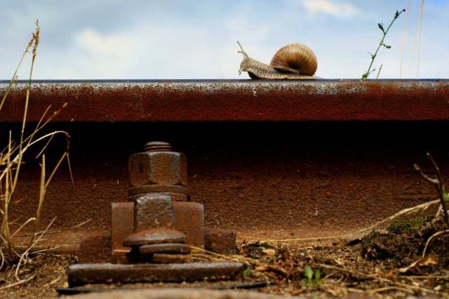 snail on a railway rail giornata della lentezza