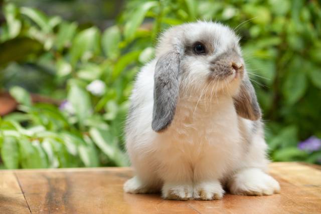 Rabbit coniglio