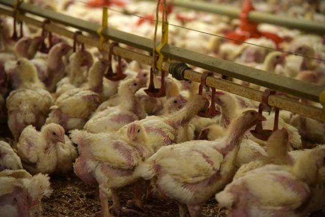 Stefano Belacchi_Essere Animali allevamenti intensivi polli