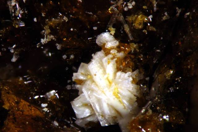 batoniite batoniite