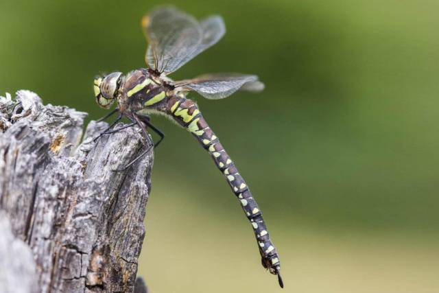 iucn-libellule-2 libellula