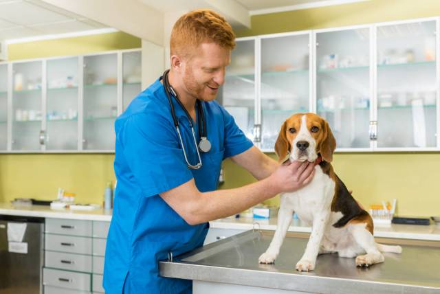 veterinario medico veterinario