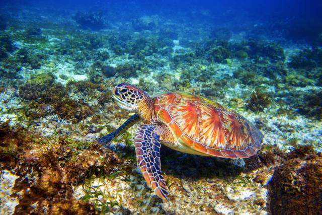 aree-marine-protette aree marine protette
