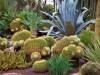 succulente e cactacee