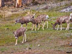 Al Parco dello Stelvio, tutti possono diventare ricercatori sul campo cervi di montagna