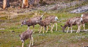 Al Parco dello Stelvio, tutti possono diventare ricercatori sul campo cervi di montagna