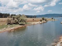 I tesori nascosti del Parco della Sila: qui vivono oltre novanta specie vegetali endemiche parco nazionale della sila