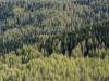 foreste italiane