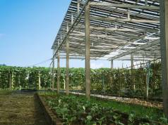 Come tagliare i costi dell’energia, diesel compreso, su frutta e verdura agrivoltaico