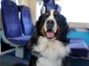 cani in viaggio
