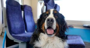 Viaggiare con il cane in treno, nave e aereo: come prepararlo e quali sono le regole cani in viaggio