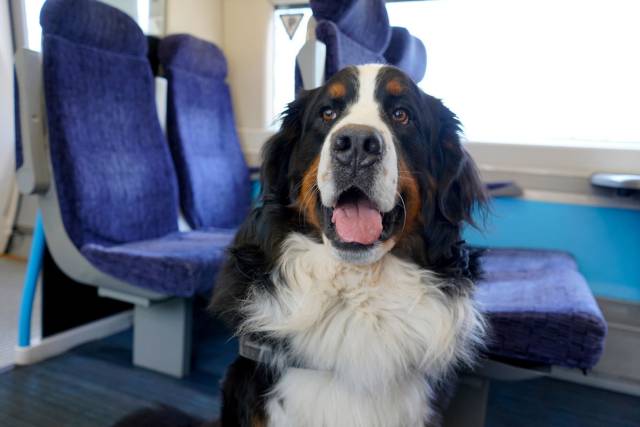 cani-viaggio cani in viaggio