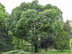 Il bagolaro, l’albero del futuro che arriva dal passato bagolaro - celtis australis